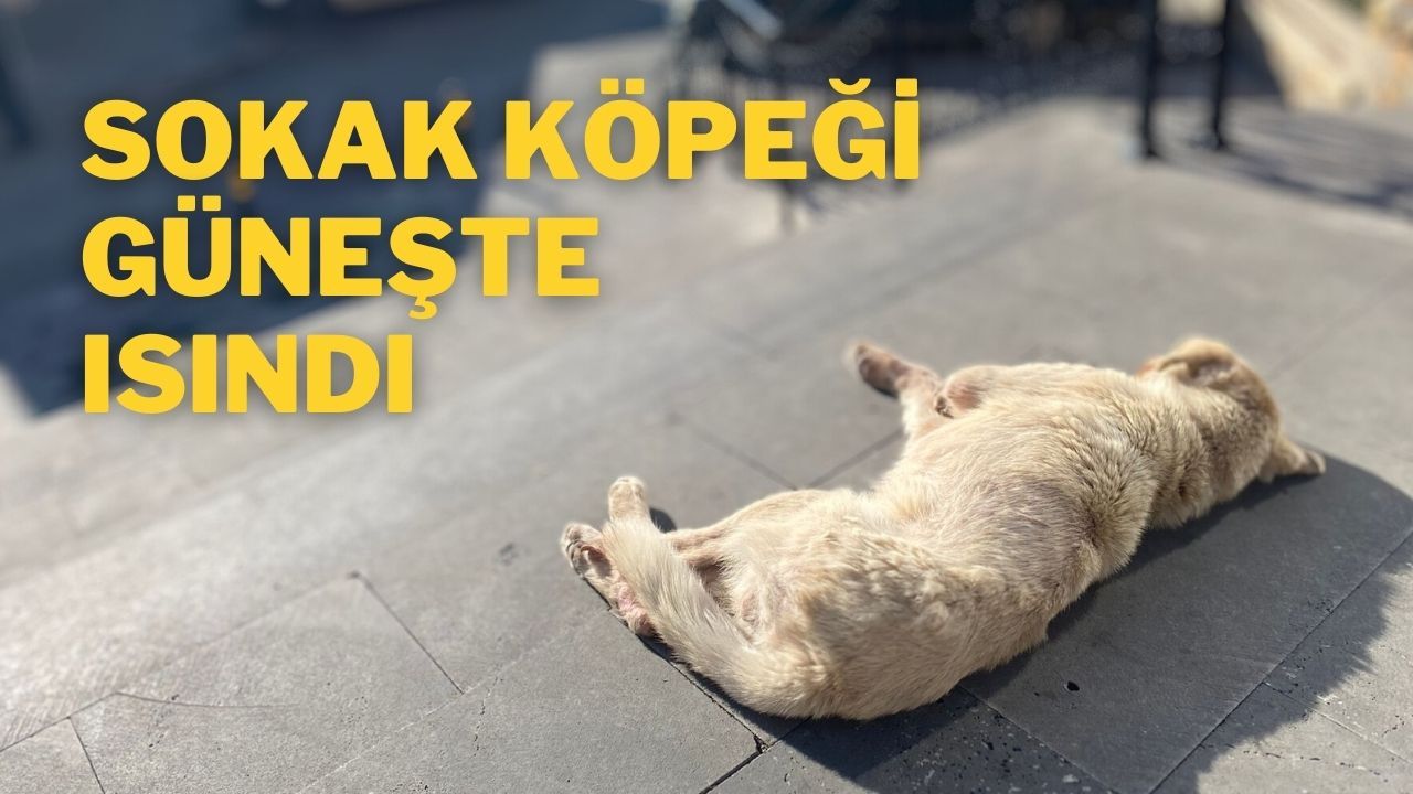 Sokak Köpeği Güneşte Isındı