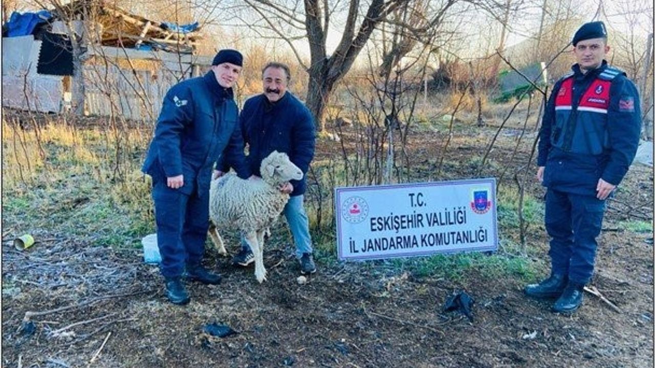 Koyunlar Ankara'da Bulundu
