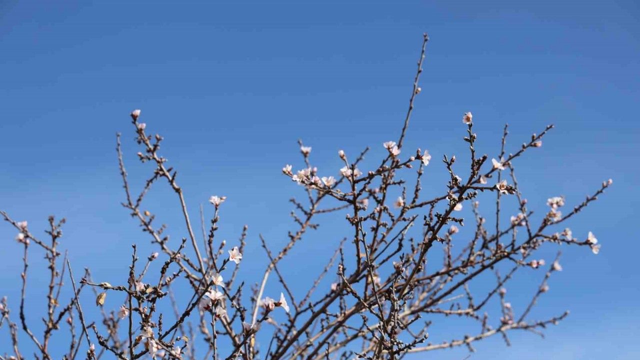 İklim Değişikliği Nedeni İle Ağaçlar Çiçek Açtı