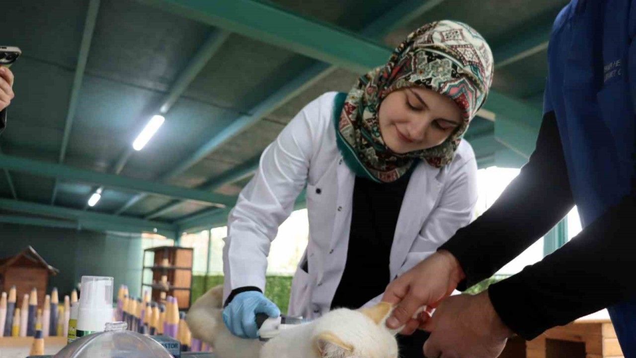 Kayseri'deki Kedi Kasabasında Gönüllü Veterinerlerden Örnek Çalışma