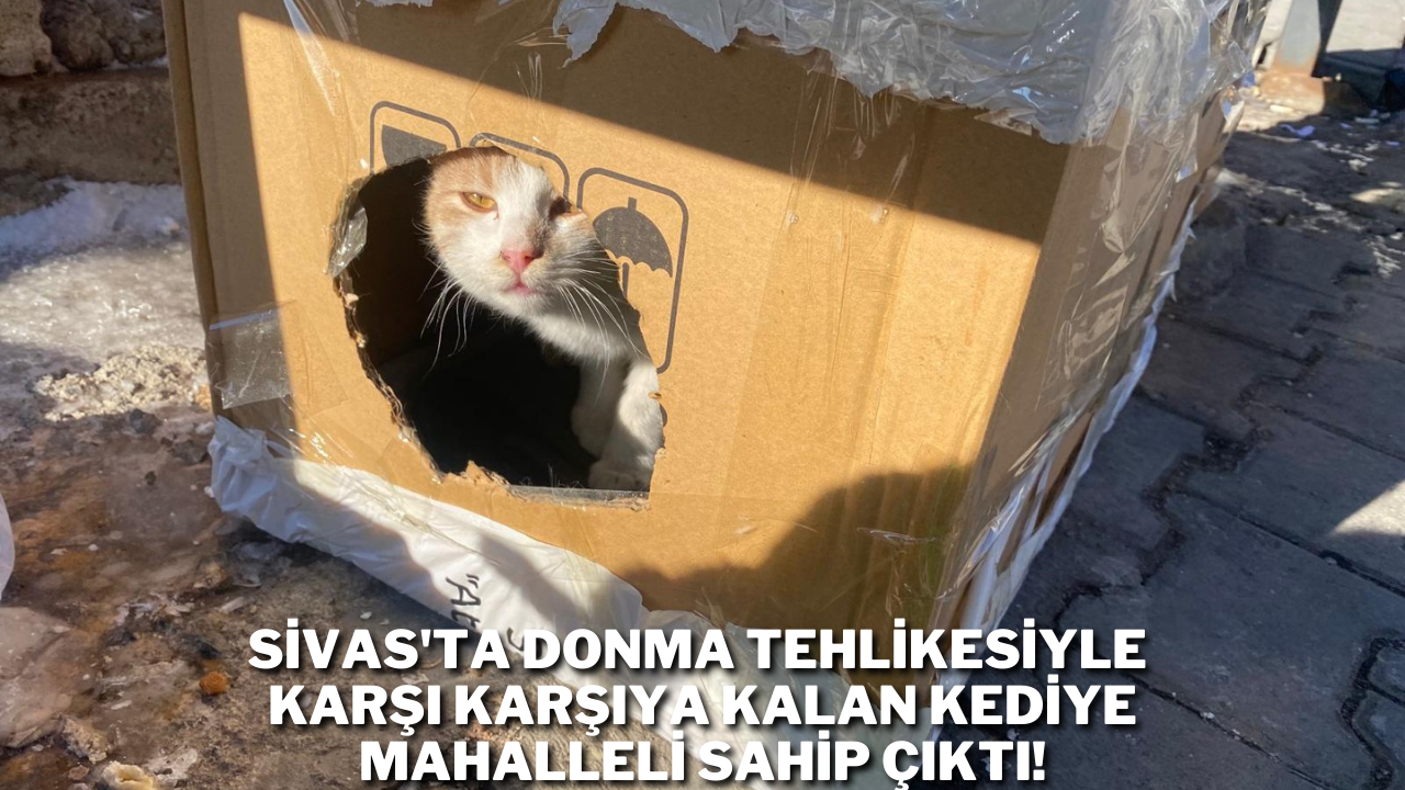 Sivas'ta Donma Tehlikesiyle Karşı Karşıya Kalan Kediye Mahalleli Sahip Çıktı!
