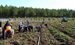 Hasadına başlandı