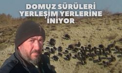 Domuz Sürüleri Yerleşim Yerlerine İniyor