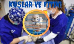 Kuşlar ve Fıtık: Evcil Kuşlarınızın Sağlığını Güvende Tutun