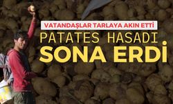 Patates Hasadı Sona Erdi Vatandaşlar Tarlaya Akın Etti