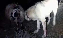 Sadakatin Adı: Gemerek'te Kangal Köpeği, Rahatsızlanan Koyunu Bir An Olsun Yalnız Bırakmadı