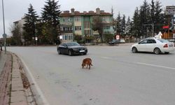 Sokak Köpeği Sürücülere Zor Anlar Yaşattı