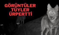 Görüntüler Tüyler Ürpertti