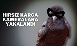 Hırsız Karga Kameralara Yakalandı