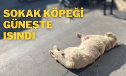 Sokak Köpeği Güneşte Isındı