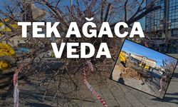 Tek Ağaca Veda