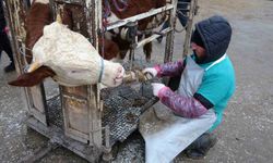 Büyükbaşlara Bakım Zamanı