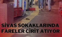 Sivas Sokaklarında Fareler Cirit Atıyor