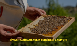 Sivas’ta Arılar Açlık Tehlikesi Yaşıyor