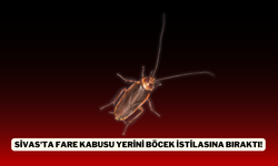 Sivas'ta Fare Kabusu Yerini Böcek İstilasına Bıraktı!