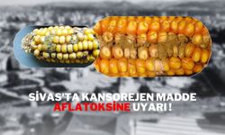 Sivas'ta kansorejen madde aflatoksine uyarı !