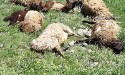 Kurt Saldırısında 10 Koyun Telef Oldu, 1 Koyun Yaralandı