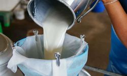 Türkiye'de Çiğ Süt Üretimi 2023'te Düşüşte!