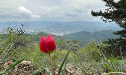 Kızılcahamam'da Yılda 15 Gün Görünen Dağ Lalesi Hayran Bırakıyor