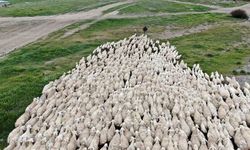 Sivas'ta Kangal Akkaraman Koyunlarında İkiz Doğum Artışı