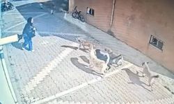 Konya'da Başıboş Köpekler Kız Öğrenciye Saldırdı