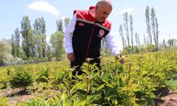 Sivas'ta Çiftçiler Tarafından Masumiyet Ve Saflığın Simgesi Olarak Adlandırılan Şakayık Çiçeğinin Hasadı Başladı