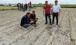 Konya'da Dolu ve Düşük Sıcaklıktan Etkilenen Tarım Alanlarında İncelemeler Devam Ediyor