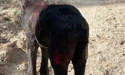 Kapadokya'nın Göreme Beldesinde Başıboş Köpekler Atlara Saldırdı