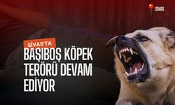 Sivas'ta Başıboş Köpek Terörü Devam Ediyor