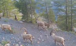 Dağ Keçileri Fotokapanda: Doğal Güzelliklerimiz Gözler Önüne Seriliyor