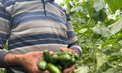 Eskişehir'de Salatalık ve Kabak Fiyatları Üreticiyi Tatmin Ediyor