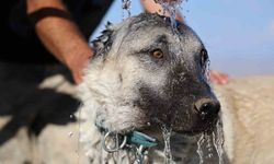 Kangal Köpeklerini Sıcak Havalarda Etkilemiyor