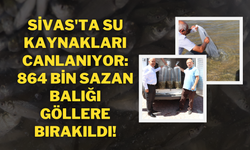 Sivas'ta Su Kaynakları Canlanıyor: 864 Bin Sazan Balığı Göllere Bırakıldı!