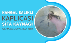 Kangal Balıklı Kaplıcası Şifa Kaynağı Olmaya Devam Ediyor