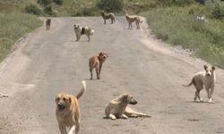 Ankara’da Başıboş Köpek Saldırısı: Yaşlı Adam Yaralandı