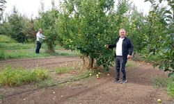 Konya'da Elma Hasadı Devam Ediyor