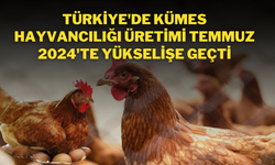 Türkiye'de Kümes Hayvancılığı Üretimi Temmuz 2024'te Yükselişe Geçti