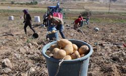 Aksaray'da Patates Fiyatları Üreticiyi Zorluyor