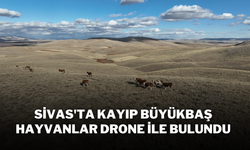 Sivas'ta Kayıp Büyükbaş Hayvanlar Drone ile Bulundu