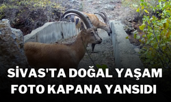 Sivas'ta Doğal Yaşam Foto Kapana Yansıdı