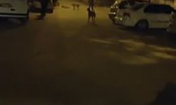 Elazığ’ın Sokak Köpekleri Vatandaşları Tedirgin Ediyor