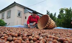 Fındık İhracatı Geçen Yılın Rekorunu Kırdı: 14 Bin Ton Sınırını Aştı