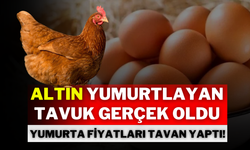 Altın Yumurtlayan Tavuk Gerçek Oldu: Yumurta Fiyatları Tavan Yaptı!