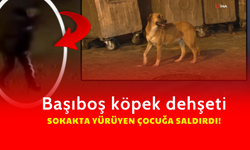 Başıboş Köpekler Çocuğa Saldırdı: Güvenlik Kamerası Görüntüleri Ortaya Çıktı