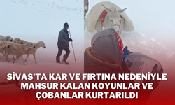 Sivas'ta Kar ve Fırtına Nedeniyle Mahsur Kalan Koyunlar ve Çobanlar Kurtarıldı