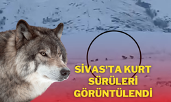 Sivas'ta Kurt Sürüleri Görüntülendi