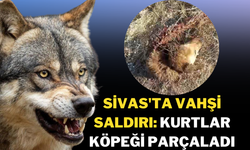 Sivas'ta Vahşi Saldırı: Kurtlar Köpeği Parçaladı