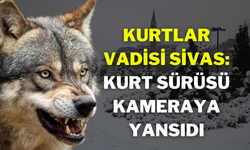 Kurtlar Vadisi Sivas: Kurt Sürüsü Kameraya Yansıdı