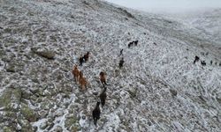 Afyonkarahisar’da Yılkı Atları Dron ile Havadan Görüntülendi