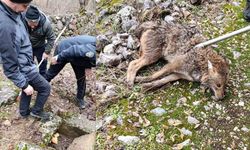 Erzincan'da Yaralı Kurt, Vatandaşların Duyarlılığı Sayesinde Kurtarıldı